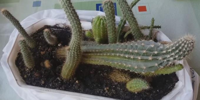 Kako da se brine za kaktuse: Deformacija zbog nedostatka svjetlosti
