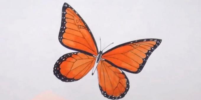 Zaokružite torzo i diverzificirati leptir uzorak na krilima