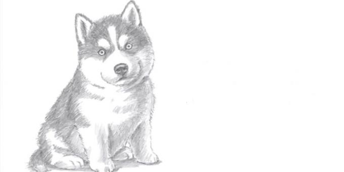 Kako nacrtati psa sjedi u realan stil