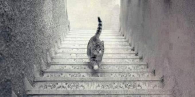 Mačka u šetnji stepenicama