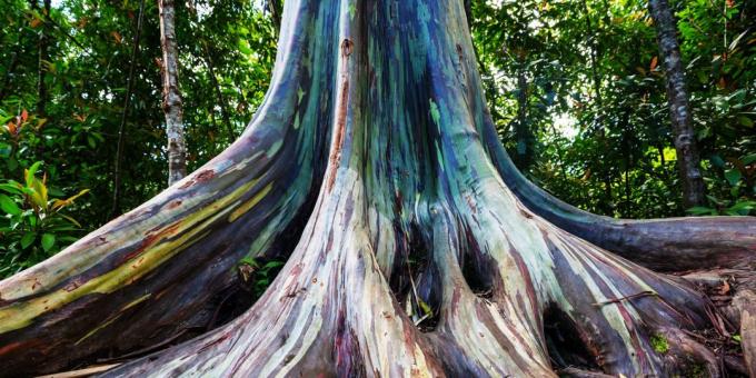 Nevjerojatno lijepo mjesto: Duga eukaliptusa stabala u Maui, Hawaii