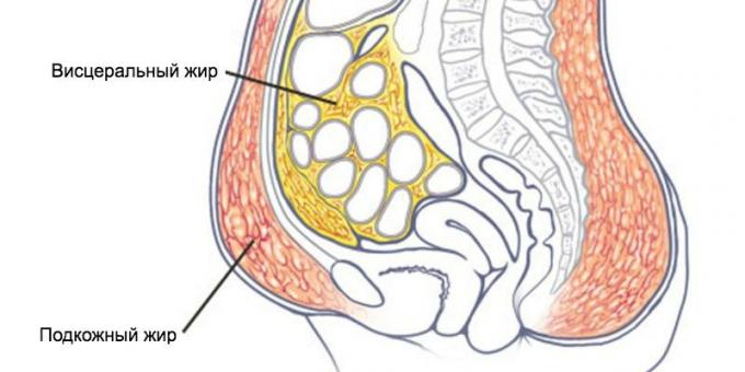 Supkntano i visceralnog masnog tkiva
