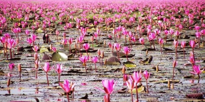 Azijski teritorija svjesno privlači turiste: Lake Nong Han Kumphavapi, Tajland