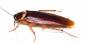 Ugrizu li žohari i kako drugačije mogu biti opasni