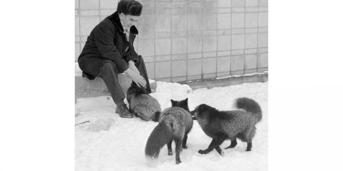 Početna lisica kao rezultat genetskog eksperimenta: Dmitrij Belyaev ukrotiti lisice