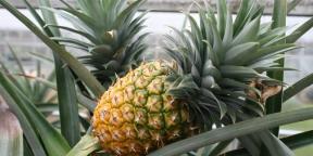 Kako raste ananas kod kuće: korak po korak vodič