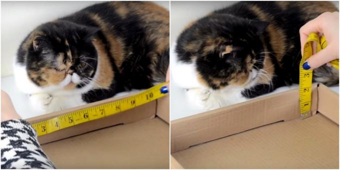 Uradi sam post za ogrebotine mačaka: izvrši mjerenja